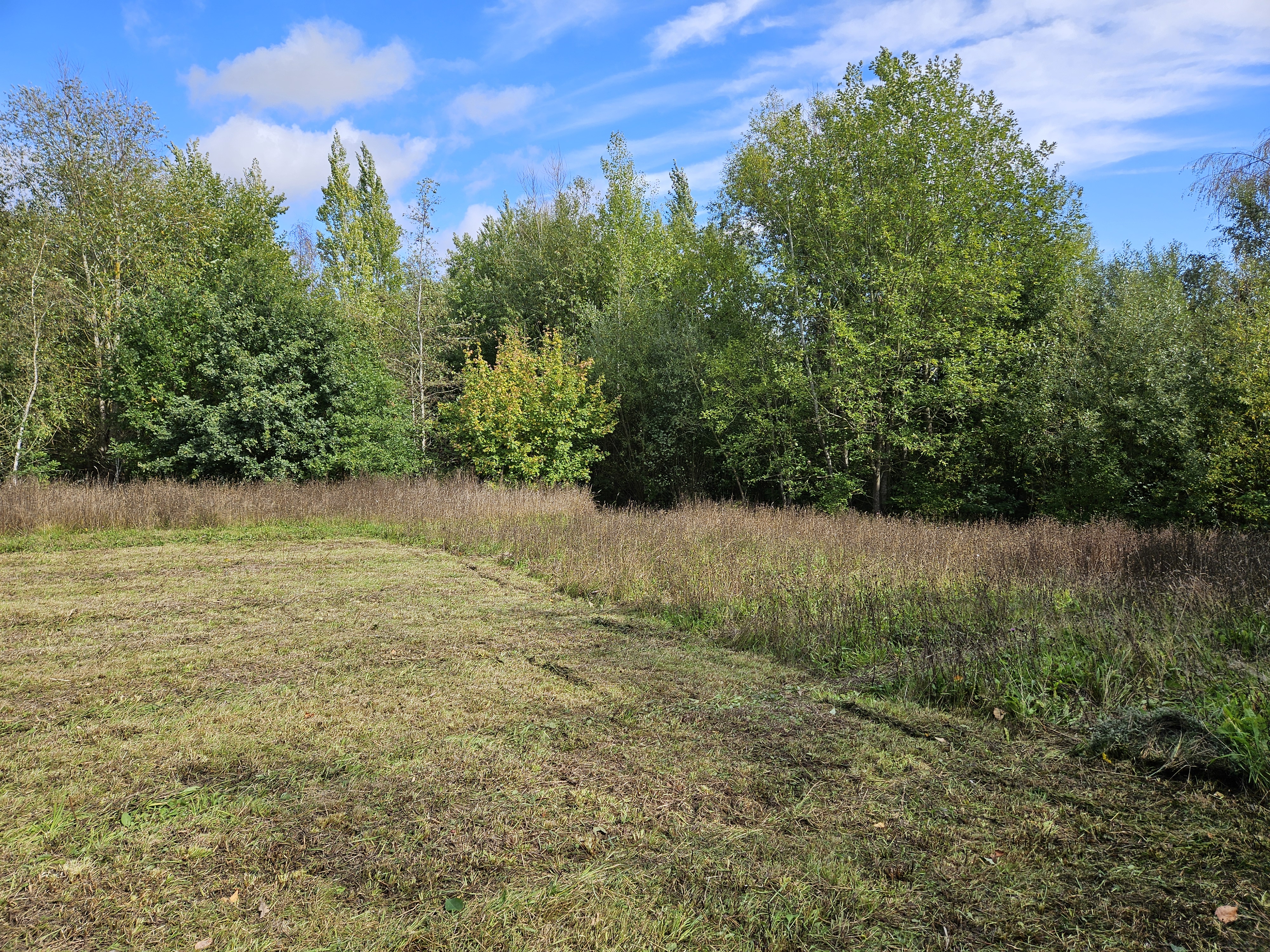 Alvecote Wood