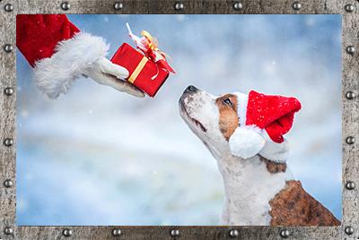 Photo of a dog wearing a red santa hat looking up at Santa Clause's arm as he hands the dog a red gift