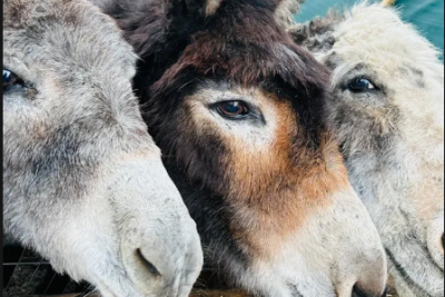 Donkey Sanctuary Polesworth 