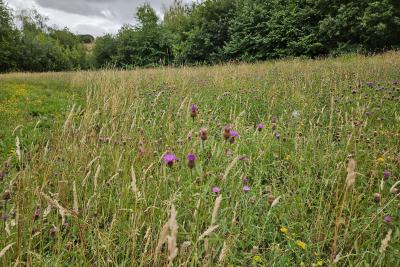 Lavendar fields Betty wood 