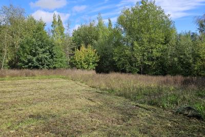 Alvecote Wood